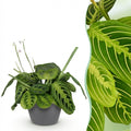 Kamerplant - Maranta Fascinator Lemon Lime - Gebedsplant - Huisdiervriendelijke Plant - Groen - 1 Plant - met Potter Grijs - Pot 12cm - Hoogte 25cm
