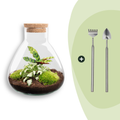 DIY terrarium - Sammie Calathea - ↕ 27 cm - Rake + Shovel