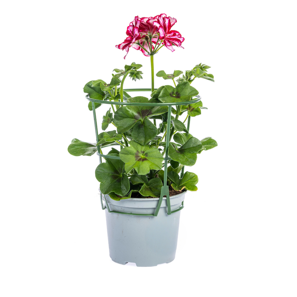 8x Pelargonium Peltatum Mix Ø12 cm - ↕20 cm