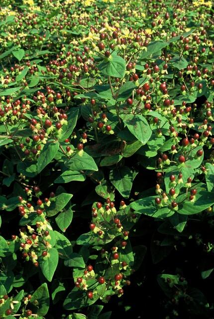 48x Hypericum inodorum 'Beauty' - ↕10-25cm - Ø9cm