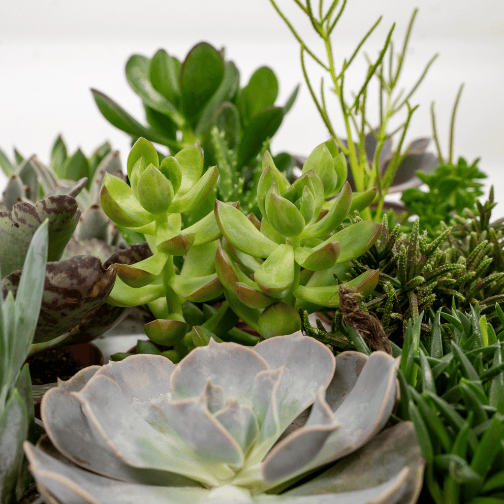 Everspring - Succulenten Mix - 10 cm - Ø8,5 - 18