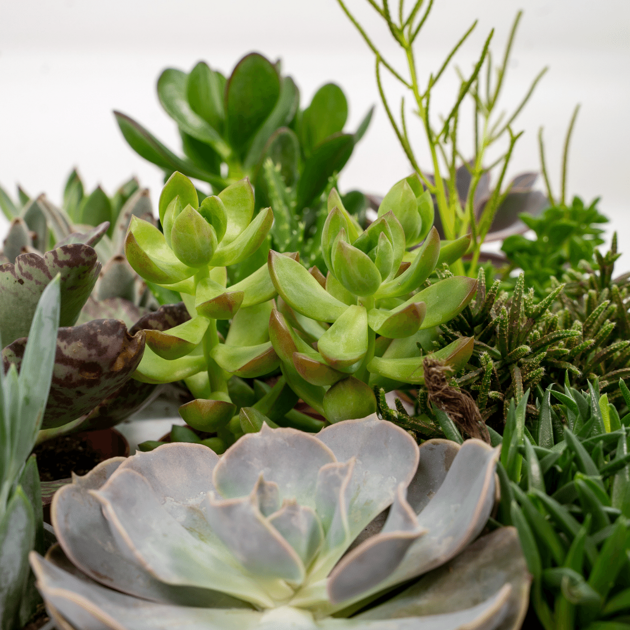 Everspring - Succulenten Mix - 10 cm - Ø8,5 - 18