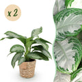 Green is... Kamerplanten - Aglaonema Silver Bay - Zilverblad - Weinig onderhoud - met mand - Groen - 2 Planten - Pot 17cm - Hoogte 70-75cm