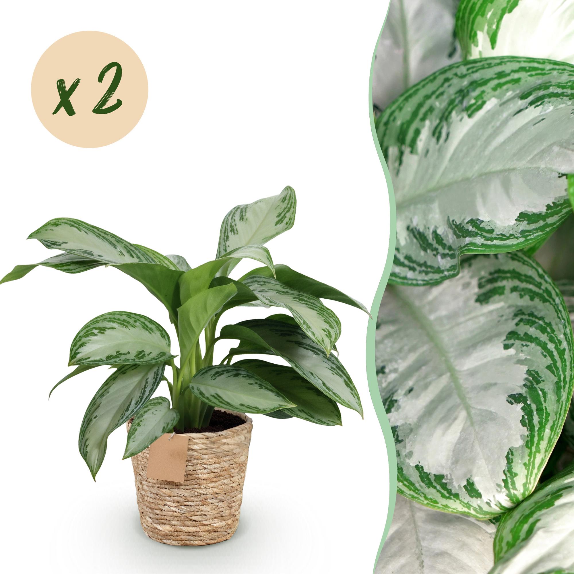 Green is... Kamerplanten - Aglaonema Silver Bay - Zilverblad - Weinig onderhoud - met mand - Groen - 2 Planten - Pot 17cm - Hoogte 70-75cm