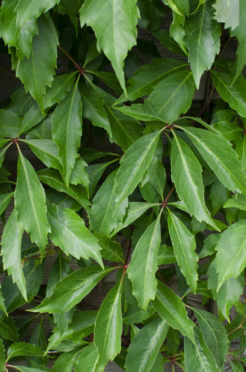 3x - Parthenocissus q. var. 'Engelmannii' - ↨65cm - Ø15