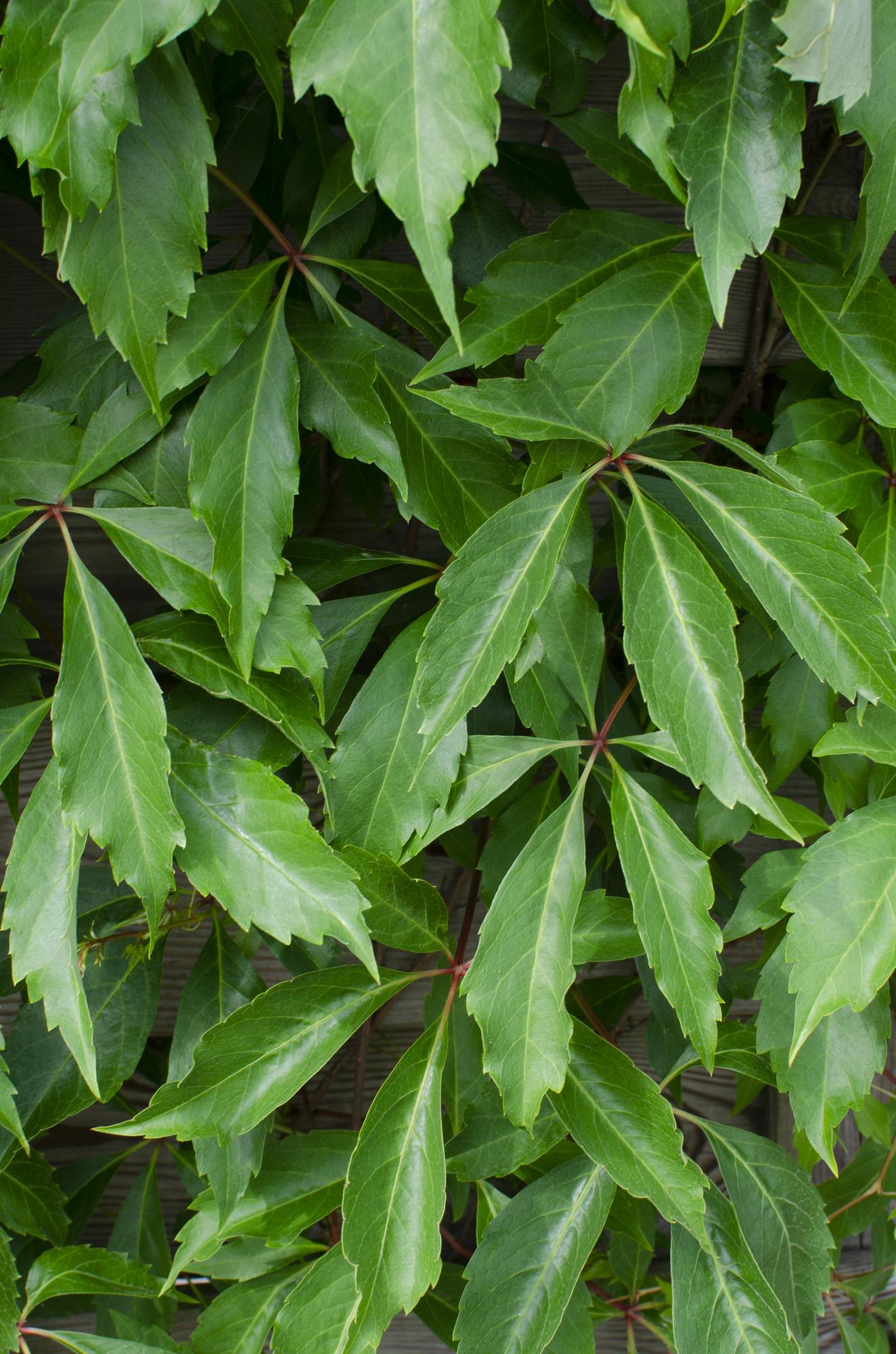 3x - Parthenocissus q. var. 'Engelmannii' - ↨65cm - Ø15