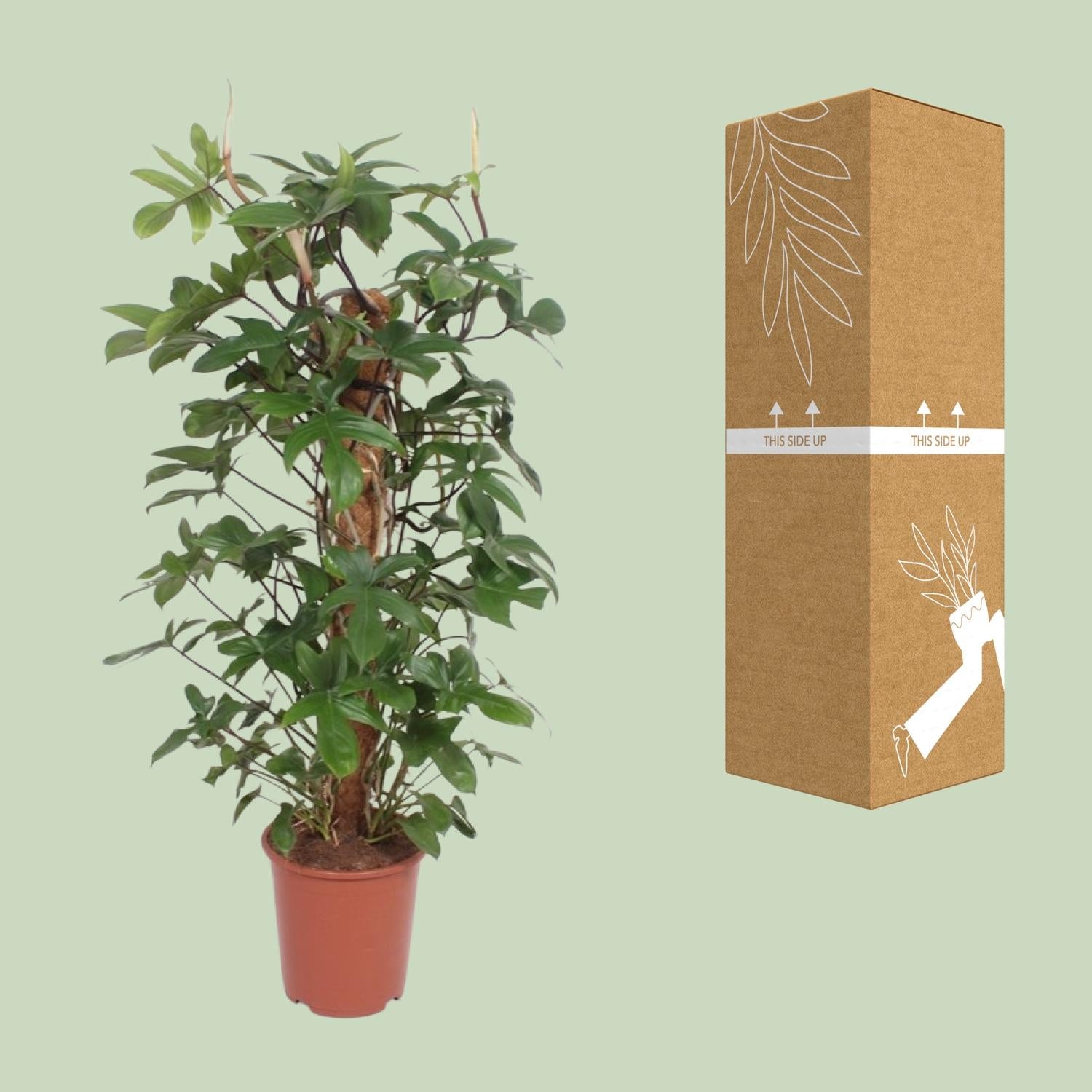 Philodendron Pedatum - Ø27cm - ↕130cm