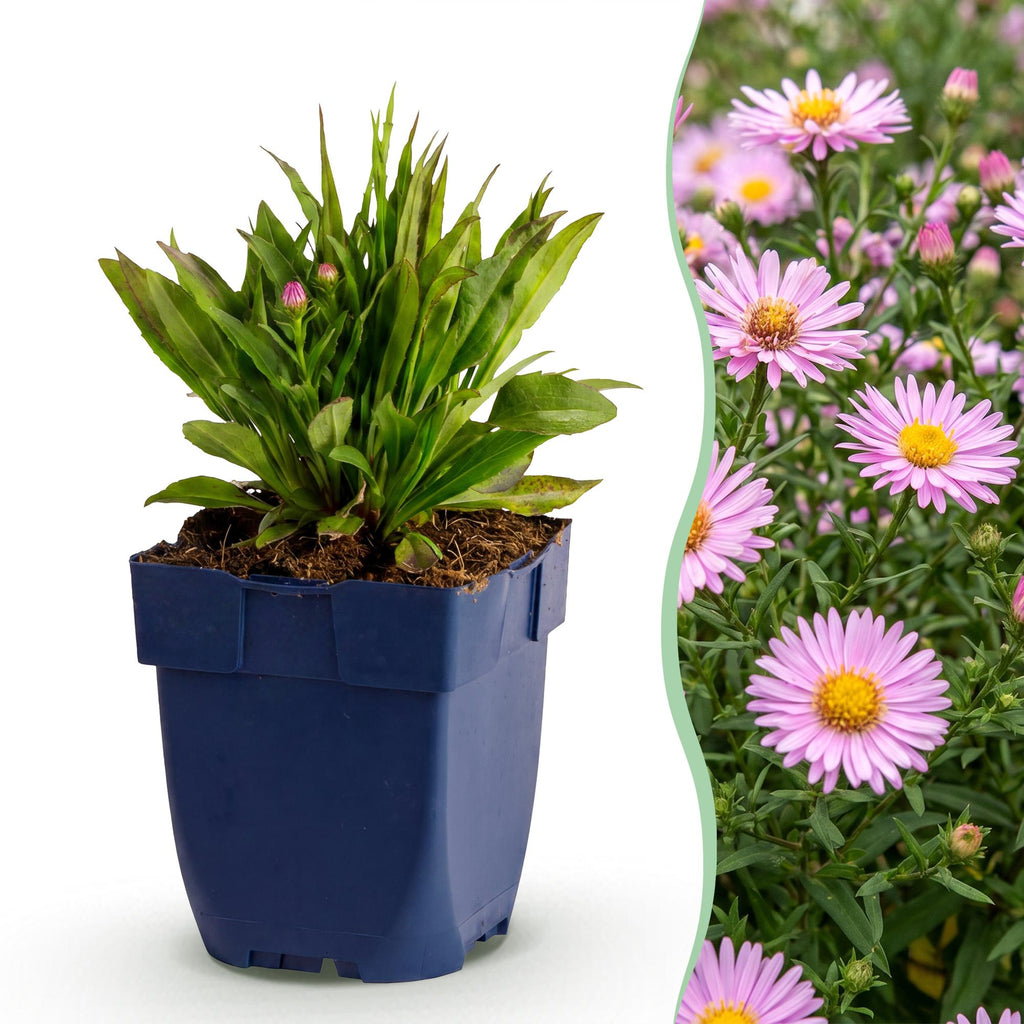 Vasteplant - Aster Wood's Pink - Pluimspirea - Bijen en Vlinderlokkers - Roze - 24 Planten - Pot 11cm - Hoogte 15-25cm