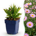 Vasteplant - Aster Wood's Pink - Pluimspirea - Bijen en Vlinderlokkers - Roze - 24 Planten - Pot 11cm - Hoogte 15-25cm