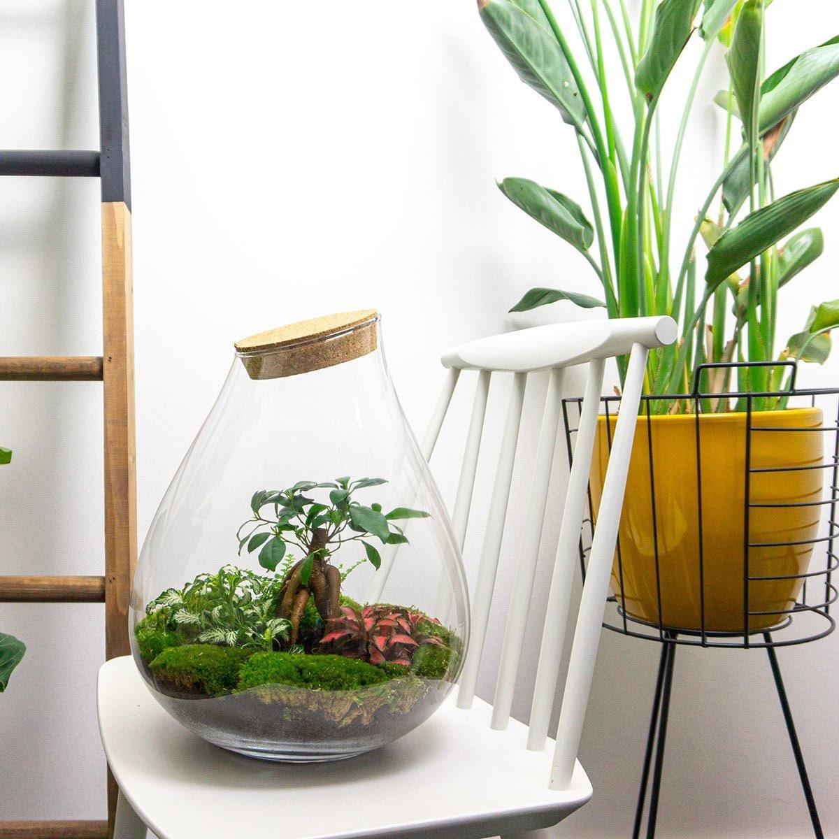 DIY Planten terrarium - Drop XL Bonsai 'red' - Ø 24 cm ↑ 37 cm - No tools