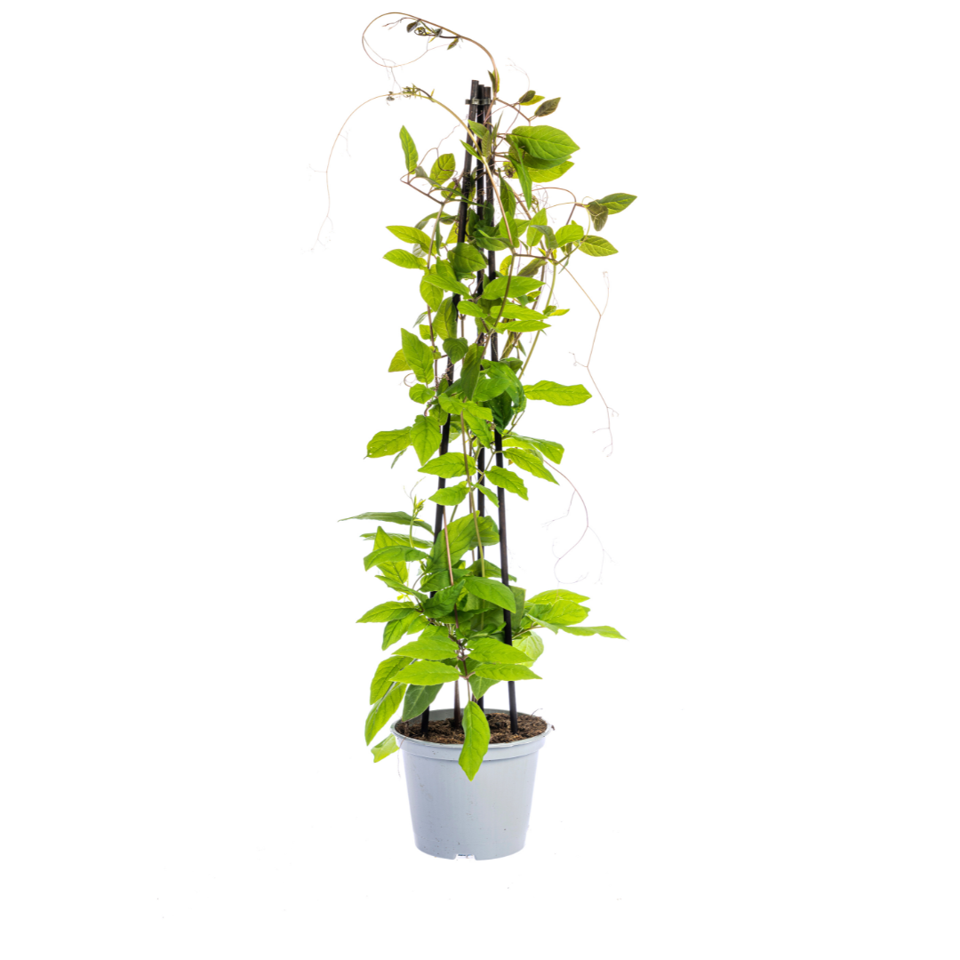 4x Mix Set uit Kletterpflanten: Rhodochiton, Cobea, Lathyrus & Ipomoea Ø13 cm - ↕60 cm