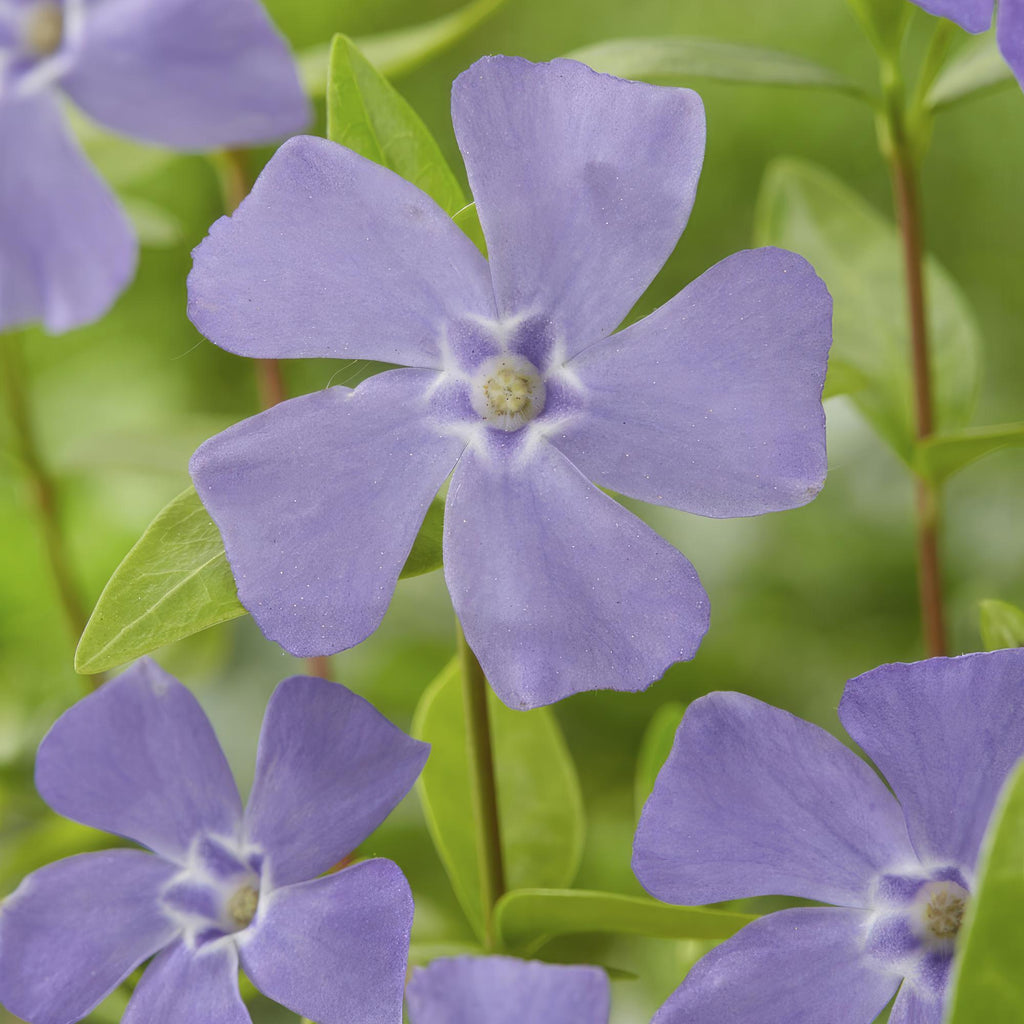 48x Vinca minor - ↕10-25cm - Ø9cm
