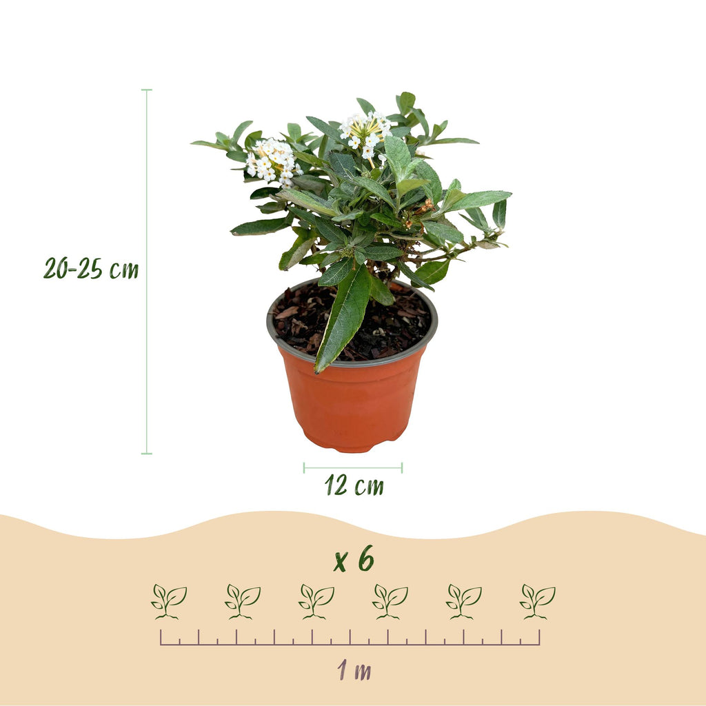 Tuinplant - Buddleja davidii Butterfly Candy Little White - Vlinderstruik - Compact - Wit - 3 Planten - Pot 12cm - Hoogte 20-25cm
