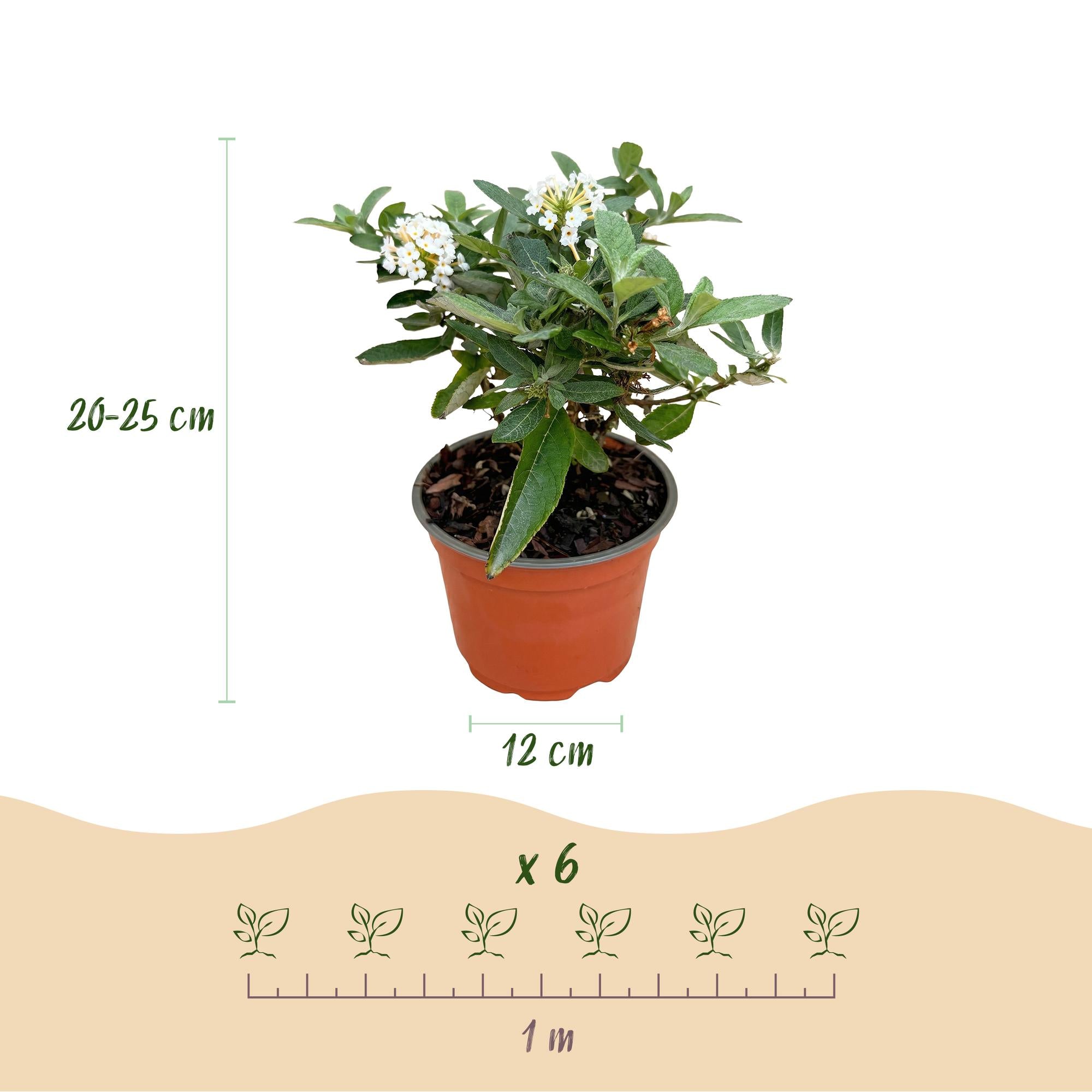 Tuinplant - Buddleja davidii Butterfly Candy Little White - Vlinderstruik - Compact - Wit - 3 Planten - Pot 12cm - Hoogte 20-25cm