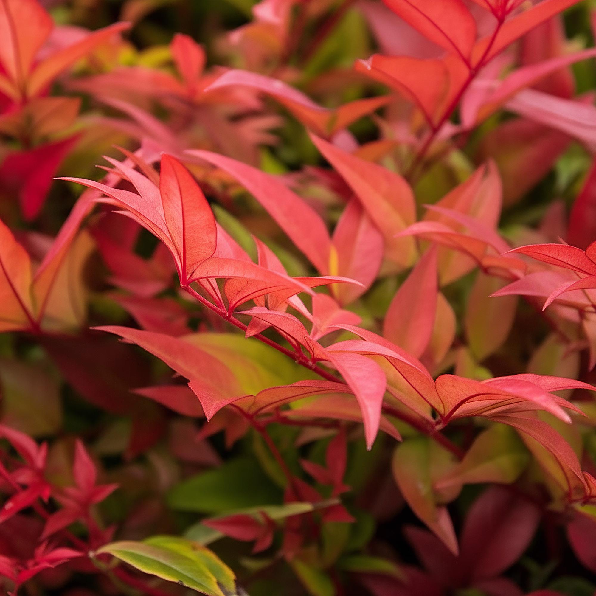 Tuinplant - Nandina Gulfstream - Oranje - 2 Planten - Groenblijvend - Weinig Onderhoud - Pot 17cm Hoogte 45cm