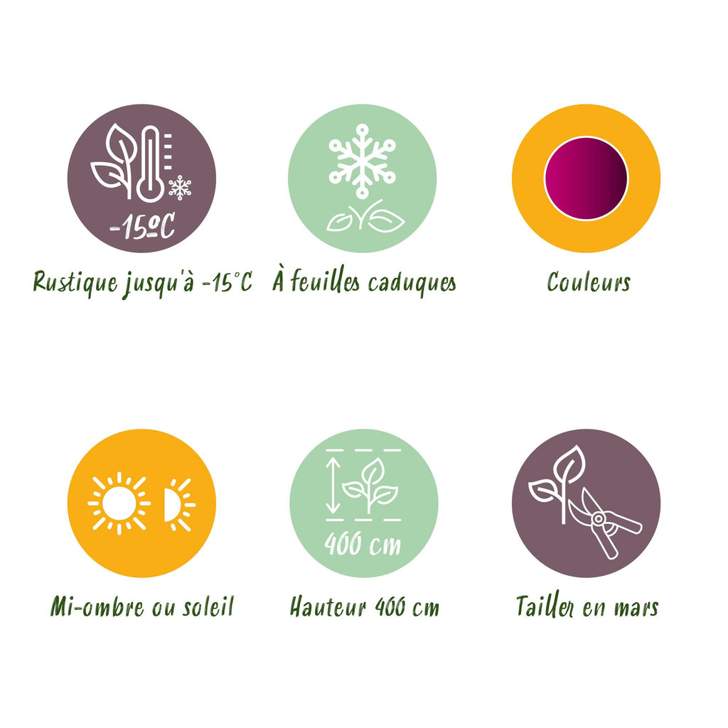 Tuinplant - Acer palmatum Bloodgood - Japanse Esdoorn - Bladverliezend - Rood - 1 - Pot 26cm - Hoogte 90cm