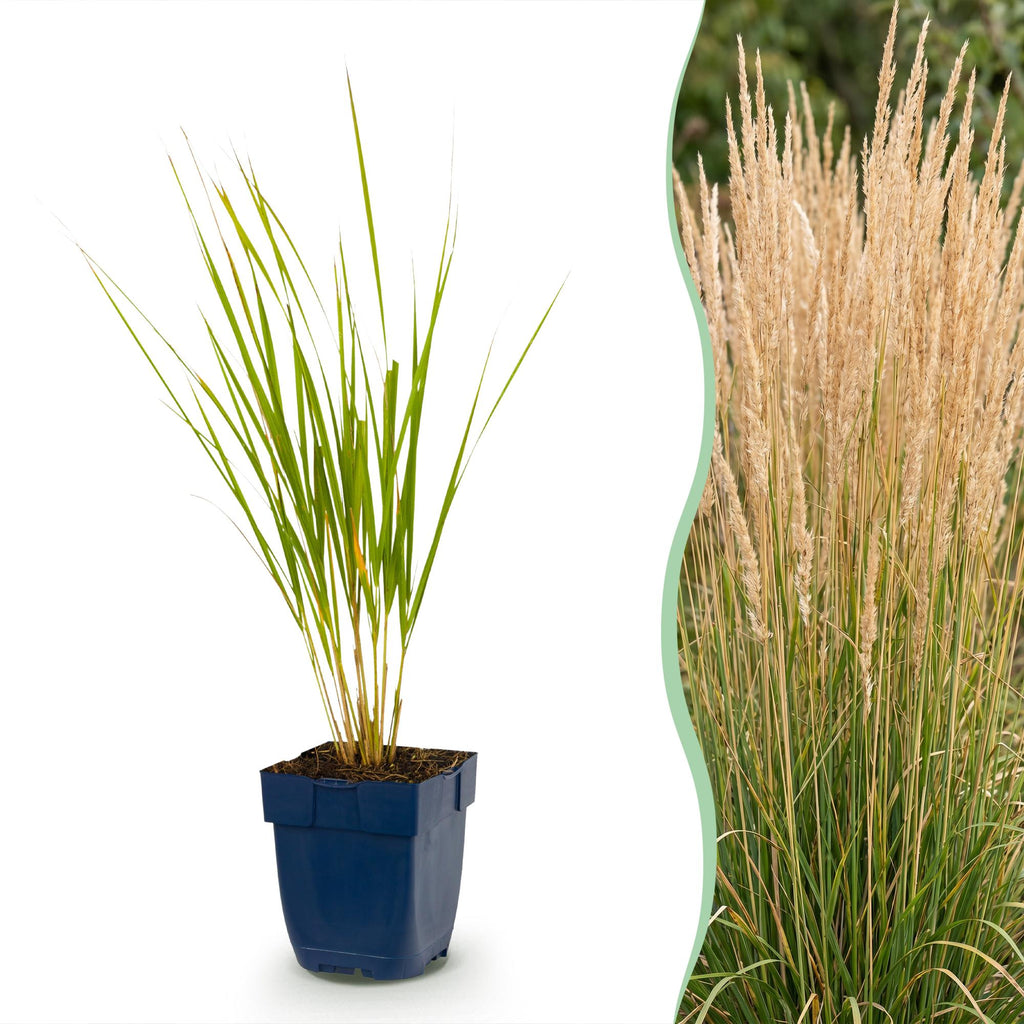 Grassen - Calamagrostis Karl Foerster - Struisriet - Met Pluim - Groen - 6 Planten - Pot 11cm - Hoogte 15-25cm