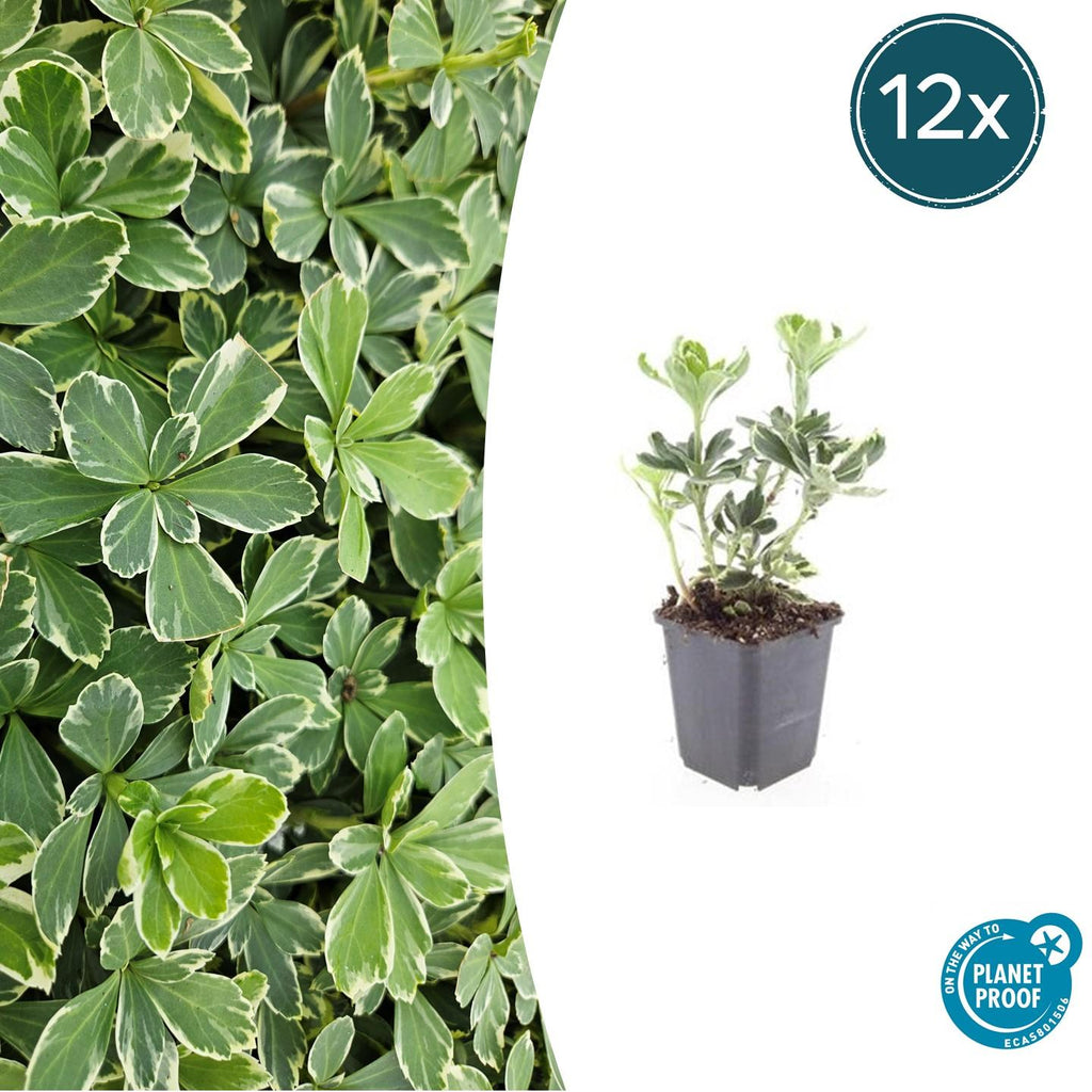 12x Pachysandra term. 'Variegata' - ↕10-25cm - Ø9cm