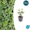 12x Pachysandra term. 'Variegata' - ↕10-25cm - Ø9cm