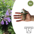 Nepeta – 6 Pluggen | Zelf Kweken & Genieten van een Aromatische Tuin!