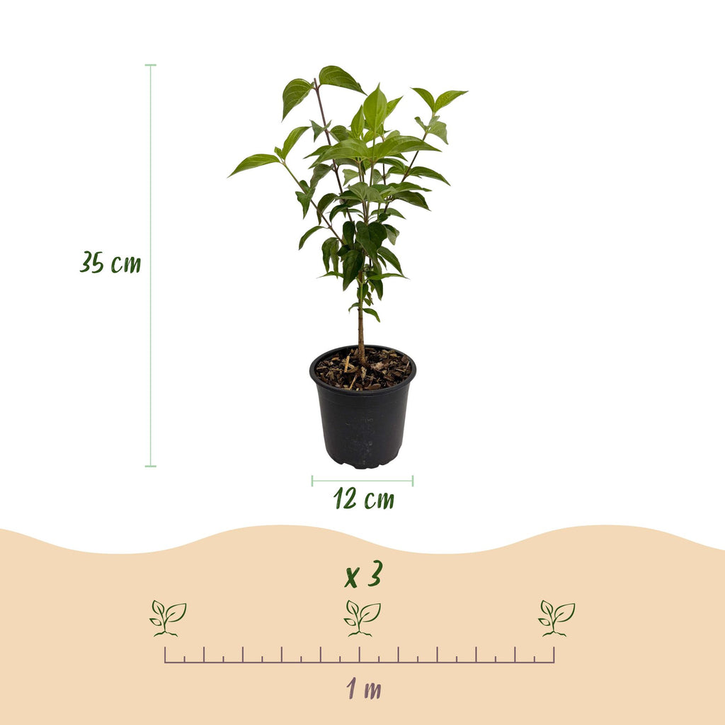 Tuinplant - Cornus kousa chinensis - Bloem Wit - 3 Planten - Bladverliezend - Weinig Onderhoud - Pot 12cm Hoogte 35cm