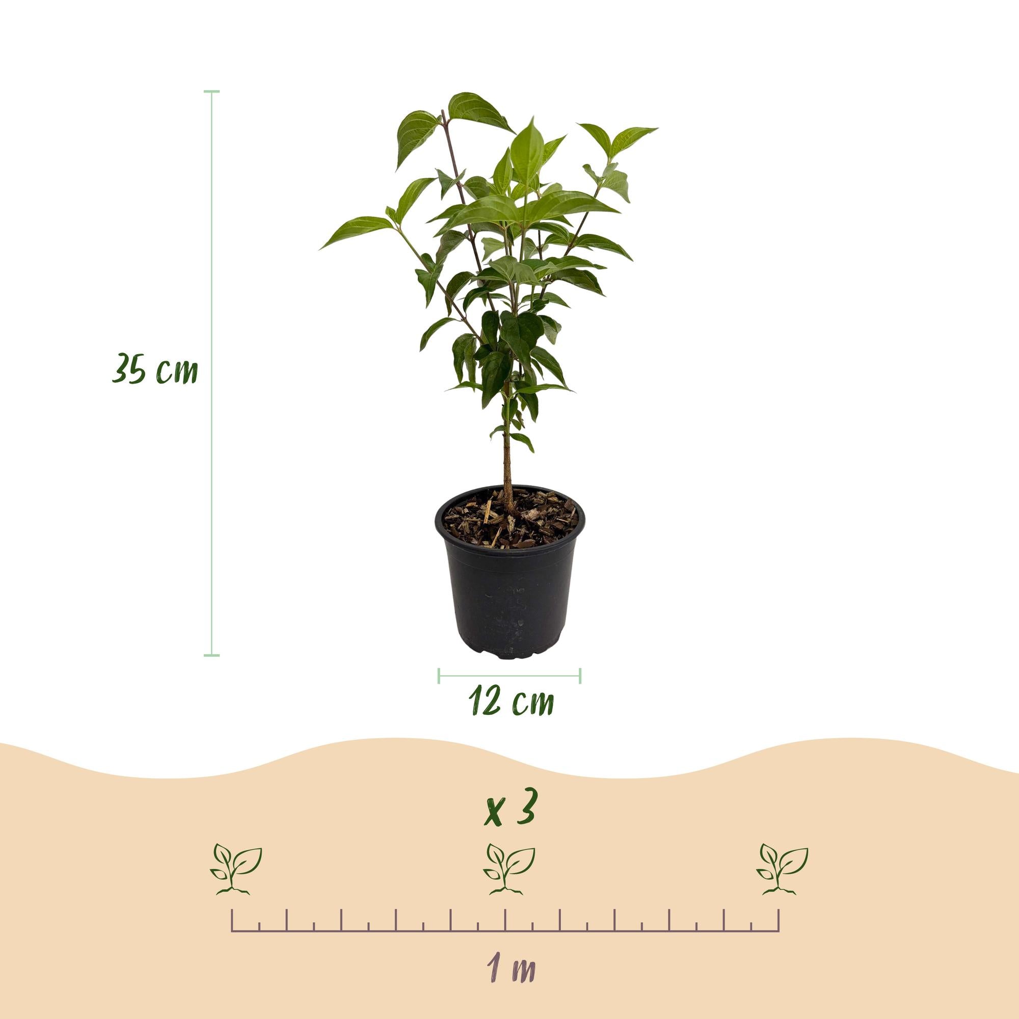 Tuinplant - Cornus kousa chinensis - Bloem Wit - 3 Planten - Bladverliezend - Weinig Onderhoud - Pot 12cm Hoogte 35cm