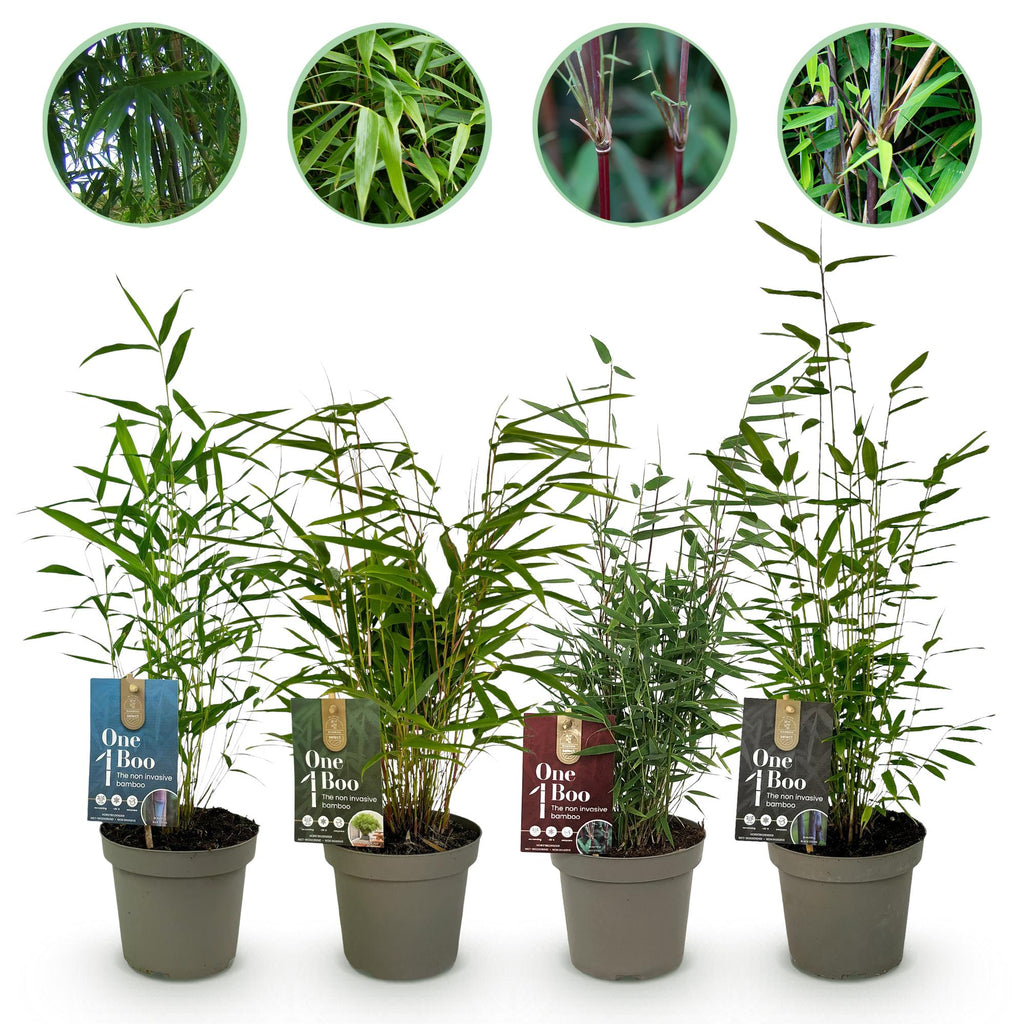 Bamboe - Fargesia mix Rainbow - Zwart, Rood, Blauw en Groen - 4 Planten - Bladhoudend - Niet Woekerend- Pot 14cm Hoogte 35cm