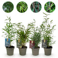 Bamboe - Fargesia mix Rainbow - Zwart, Rood, Blauw en Groen - 4 Planten - Bladhoudend - Niet Woekerend- Pot 14cm Hoogte 35cm