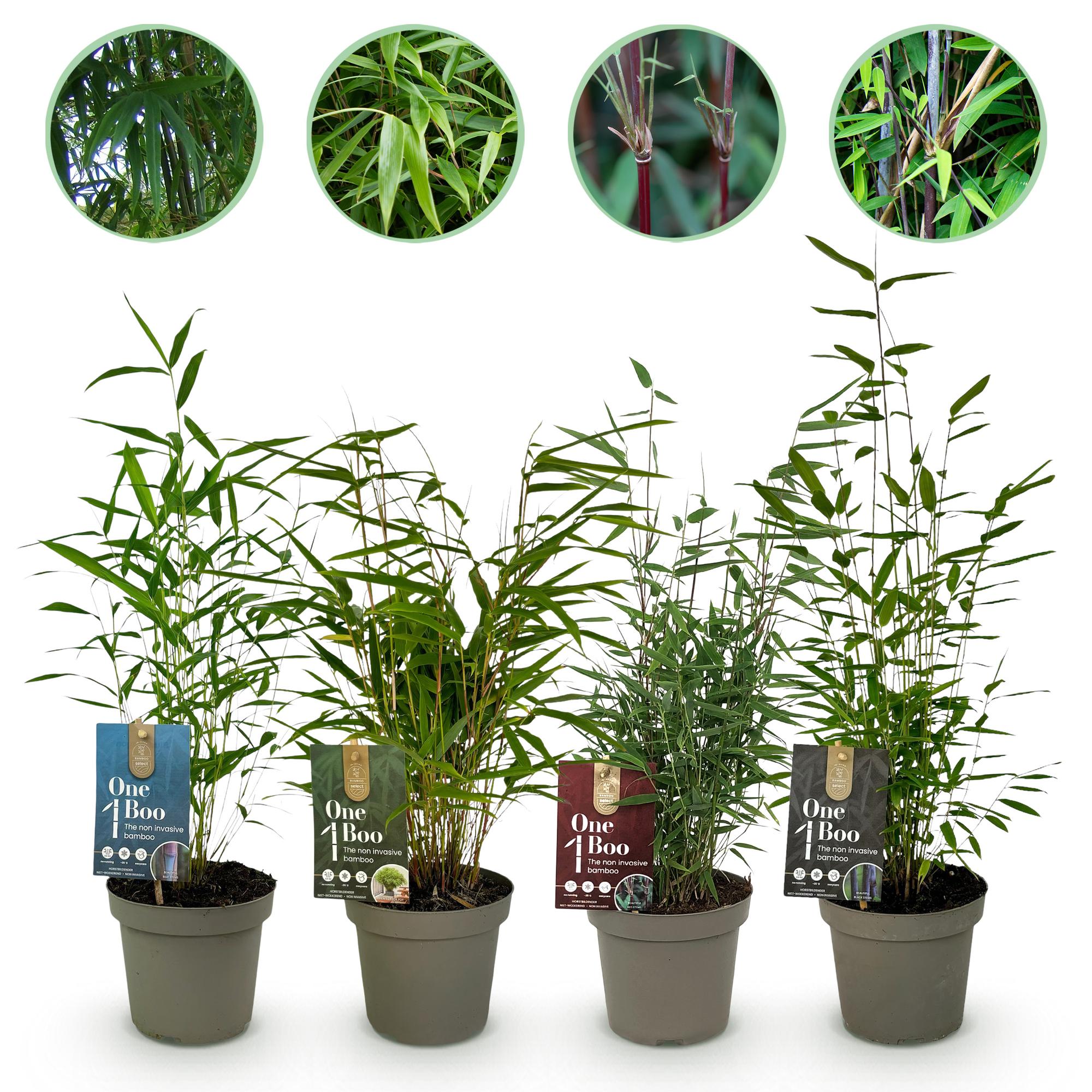 Bamboe - Fargesia mix Rainbow - Zwart, Rood, Blauw en Groen - 4 Planten - Bladhoudend - Niet Woekerend- Pot 14cm Hoogte 35cm