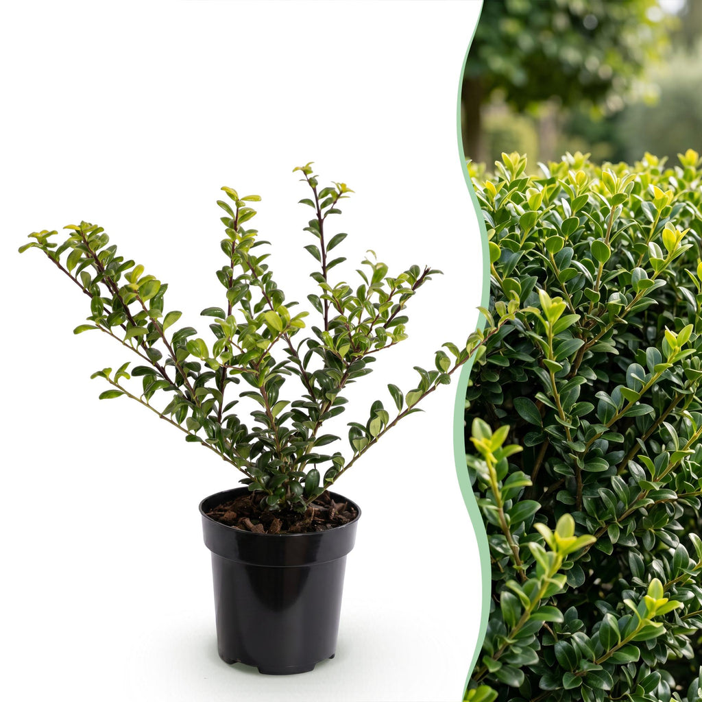 40x Ilex crenata Golden Gem - Japanse Hulst - Haagplanten - Groenblijvend - Geel - Pot 9cm - Hoogte 20-30cm