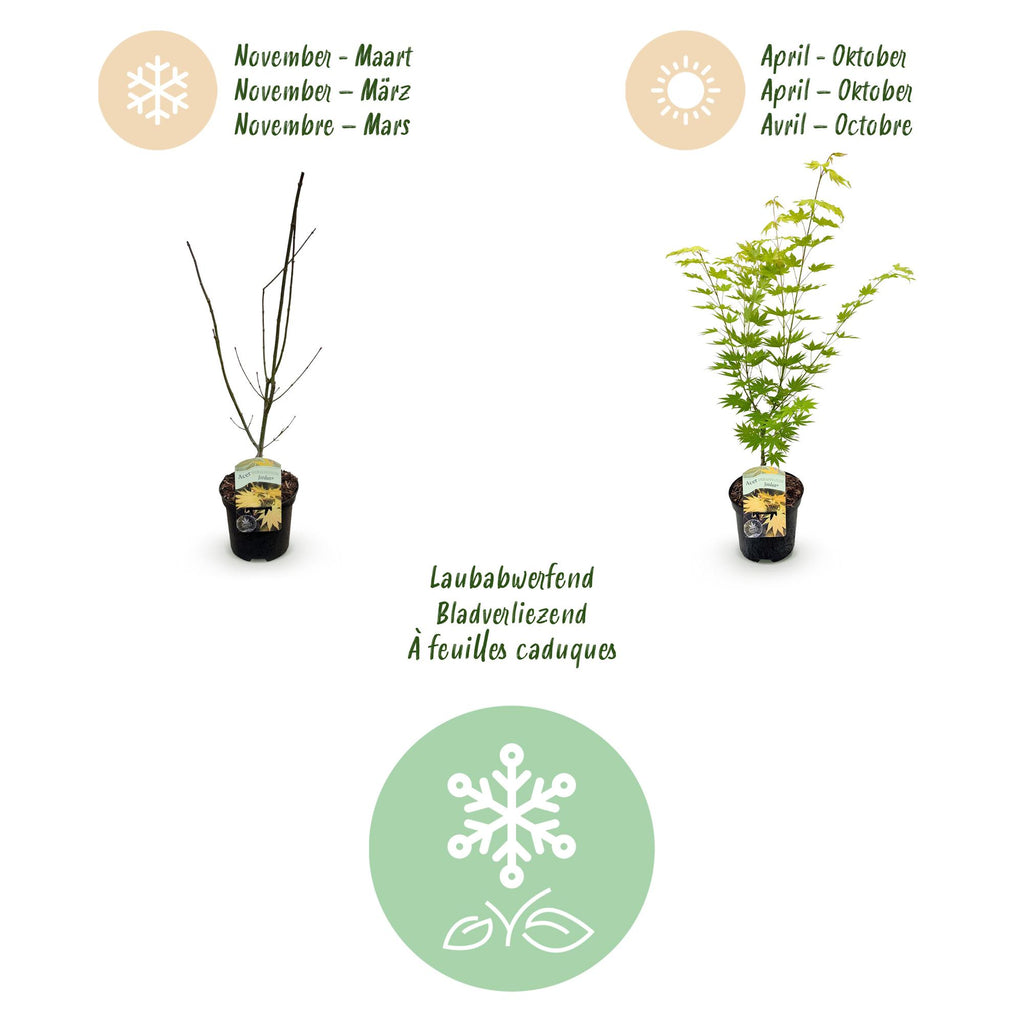 Terrasplant - Japanse Esdoorn - Acer palmatum Jordan - Geel - 1 Plant - Bladverliezend - Pot 19cm Hoogte 70cm