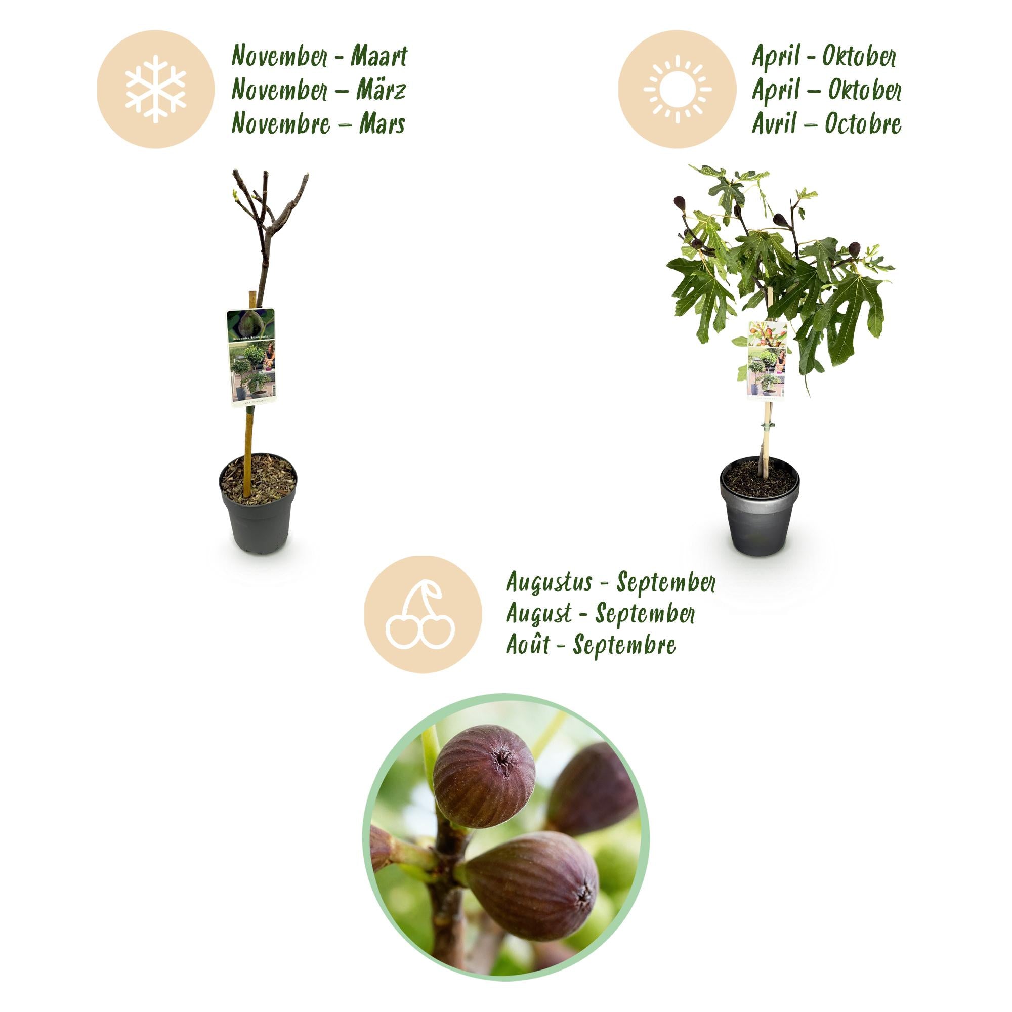 Plant op Stam - Ficus carica Little Miss Figgy - Terras Plant - Bladverliezend - Winterhard - Groene Vrucht - Pot 19cm Hoogte 90cm