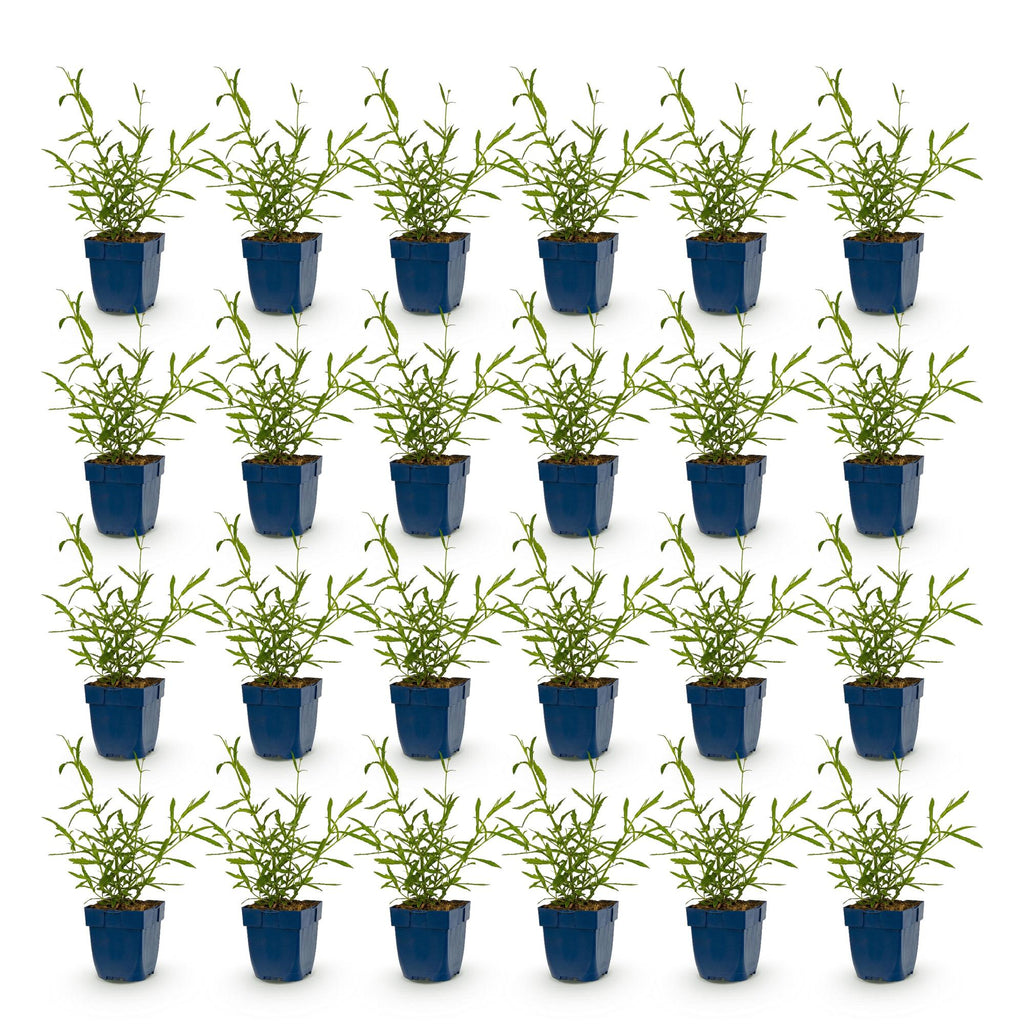 Vasteplant - Verbena bonariensis Lollipop - Ijzerhard - Bijen en Vlinderlokkers - Paars - 24 Planten - Pot 11cm - Hoogte 15-25cm