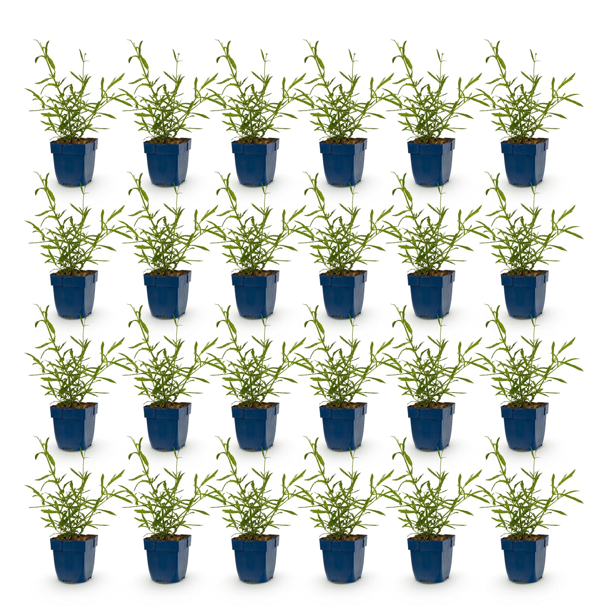 Vasteplant - Verbena bonariensis Lollipop - Ijzerhard - Bijen en Vlinderlokkers - Paars - 24 Planten - Pot 11cm - Hoogte 15-25cm
