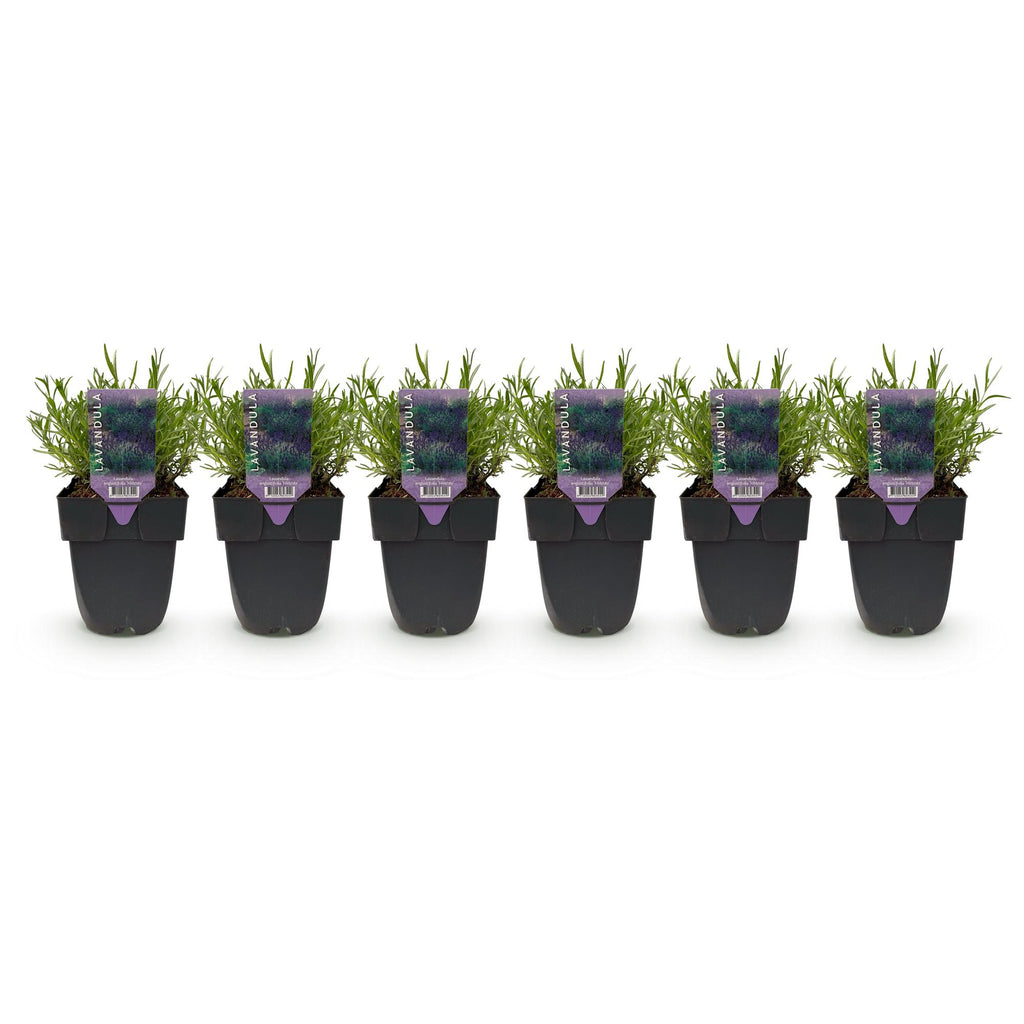 Haagplanten - Lavandula angustifolia Hidcote -  blad grijs - 6 planten - 1 strekkende meter - groenblijvend - pot 17cm hoogte 30cm