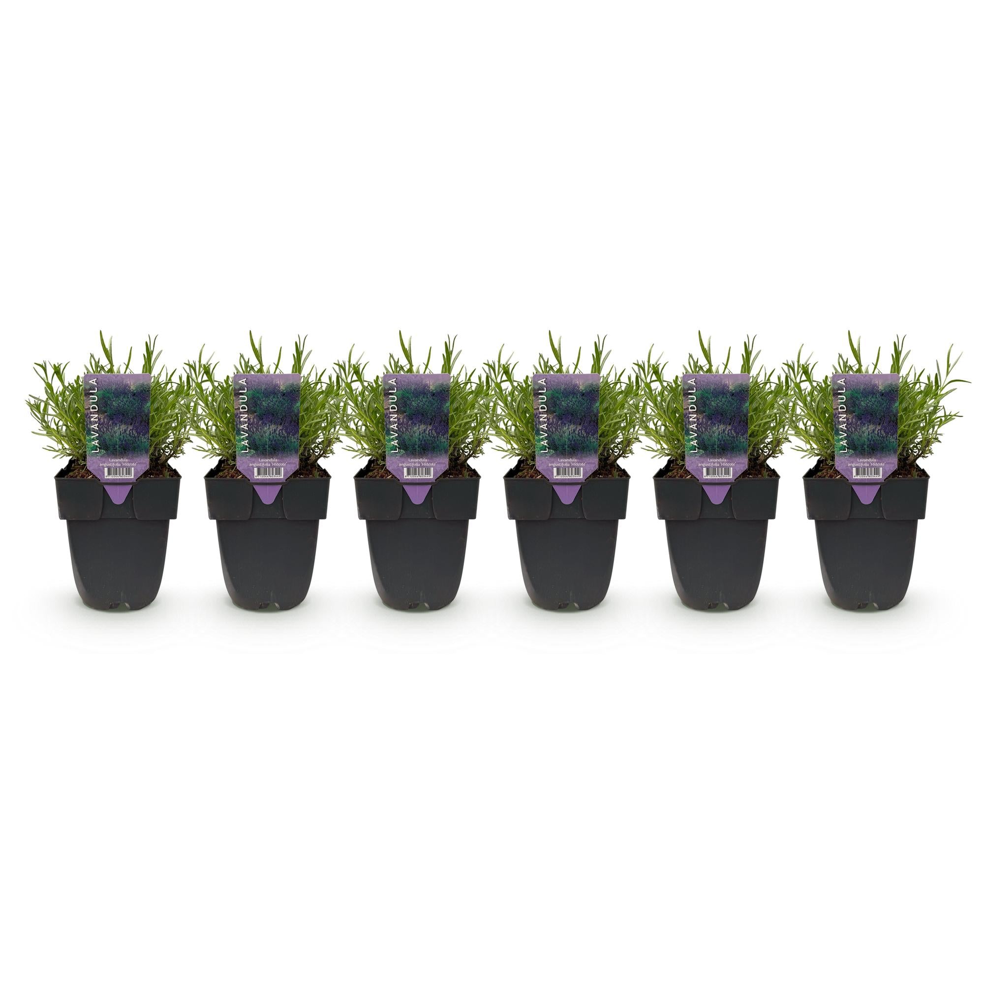 Haagplanten - Lavandula angustifolia Hidcote -  blad grijs - 6 planten - 1 strekkende meter - groenblijvend - pot 17cm hoogte 30cm