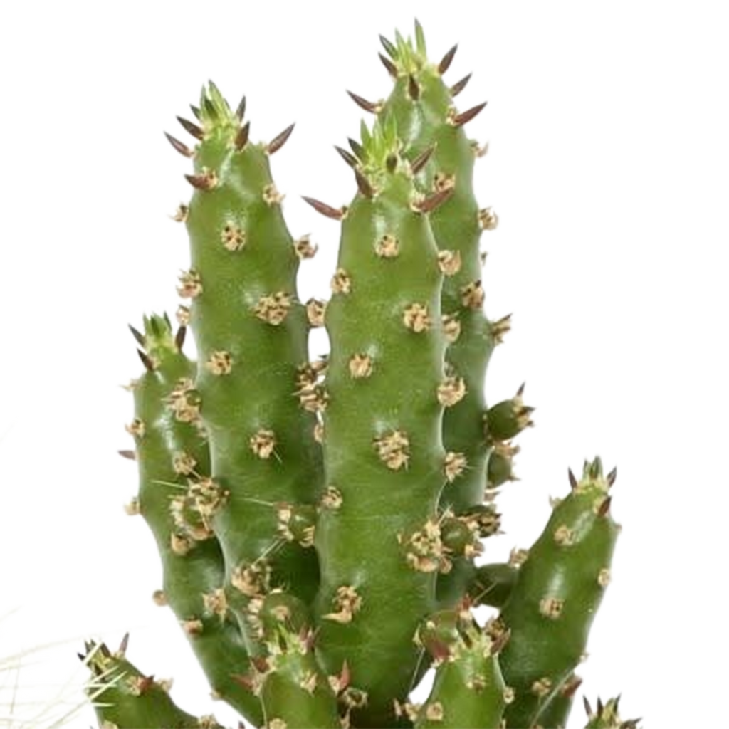 Cactus mix 5.5 cm - 5x - in Mexicaanse pot