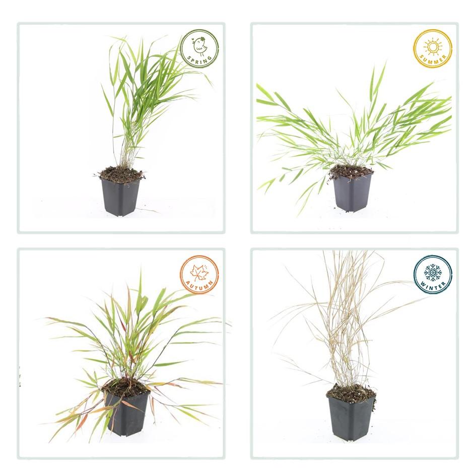 60x Hakonechloa macra - ↕10-25cm - Ø9cm