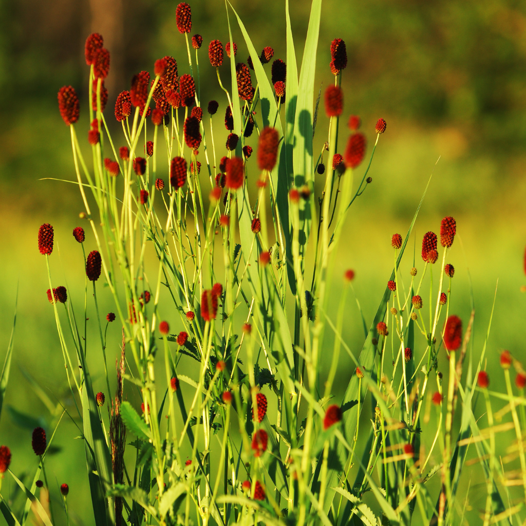 60x Sanguisorba o. 'Tanna' - ↕10-25cm - Ø9cm