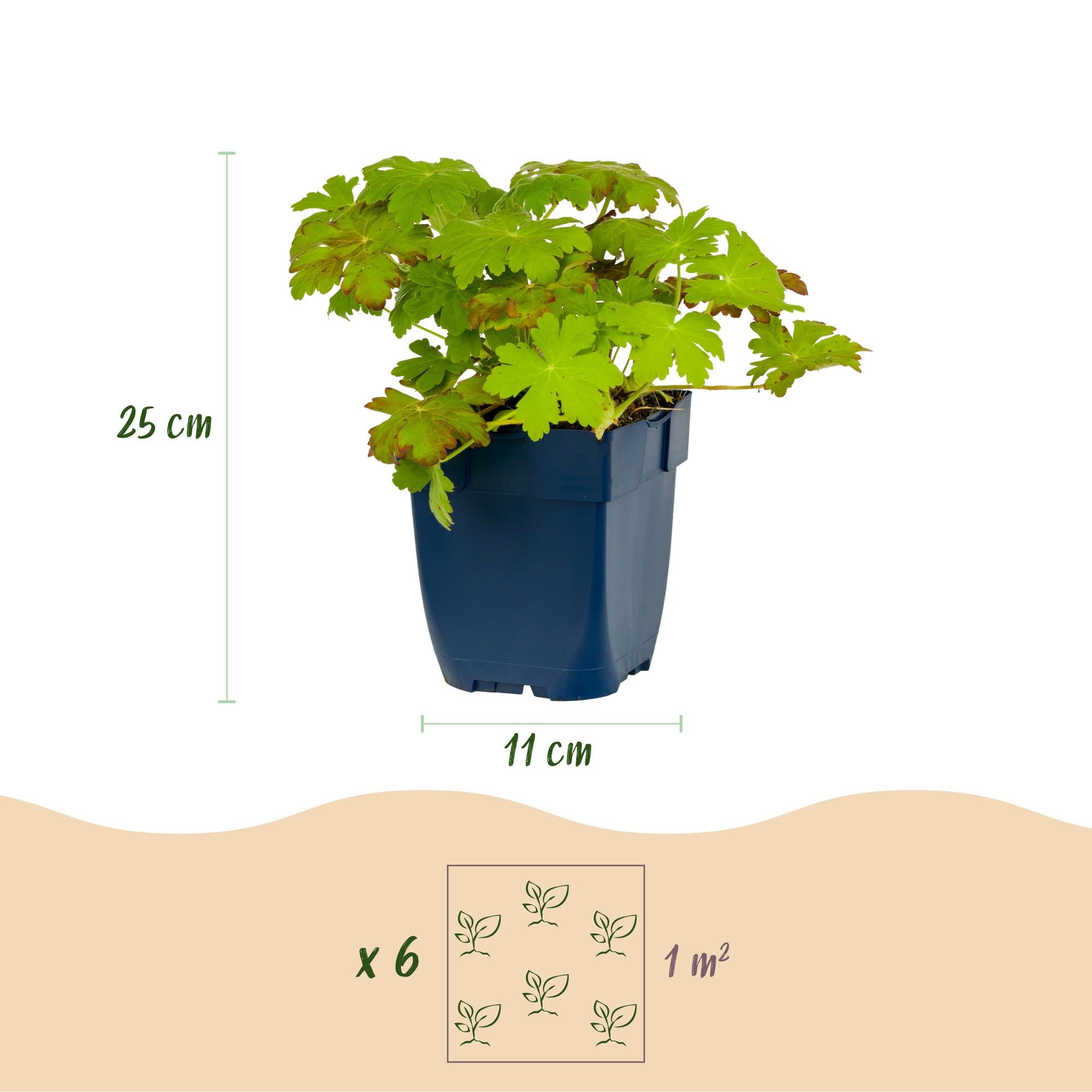 Vasteplant - Geranium macrorrhizum - Ooievaarsbek - Bodembedekkend - Roze - 24 Planten - Pot 11cm - Hoogte 15-25cm