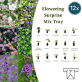 Mix Tray – 12 Pluggen | Laat je Verrassen door een Kleurrijke Plantenmix!