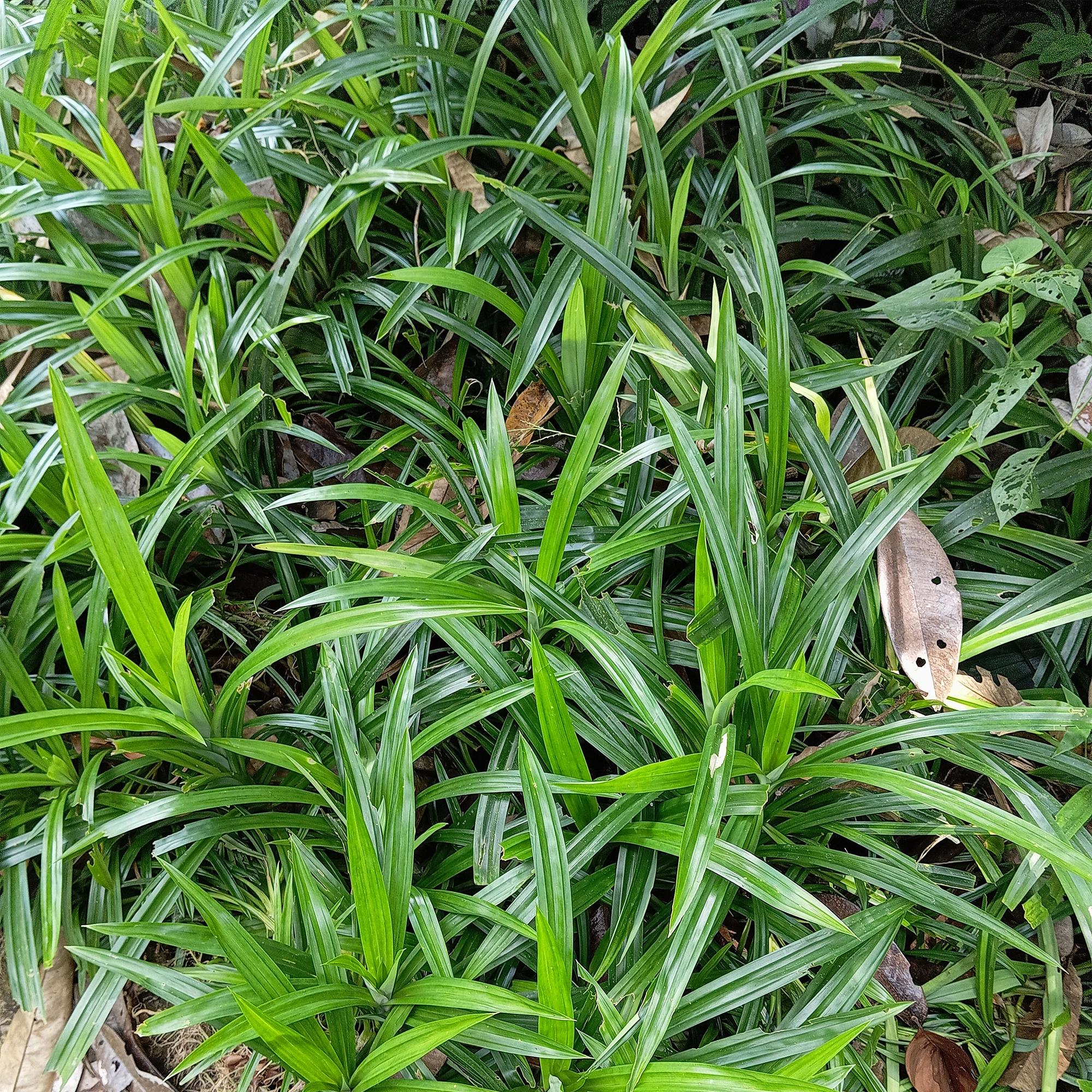 Siergrassen -  Carex morrowii Irish Green - Groen & Geel - 4 Planten - Bladhoudend - Weinig Onderhoud - Pot 17cm Hoogte 50cm
