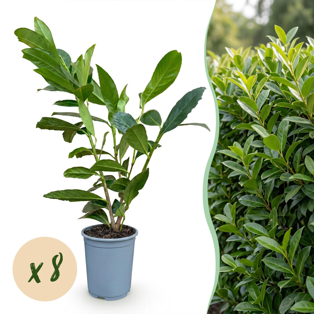 8x Prunus laur. Caucasica - Laurierkers - Haagplanten - Groenblijvend - Groen - Pot 9cm - Hoogte 25-35cm