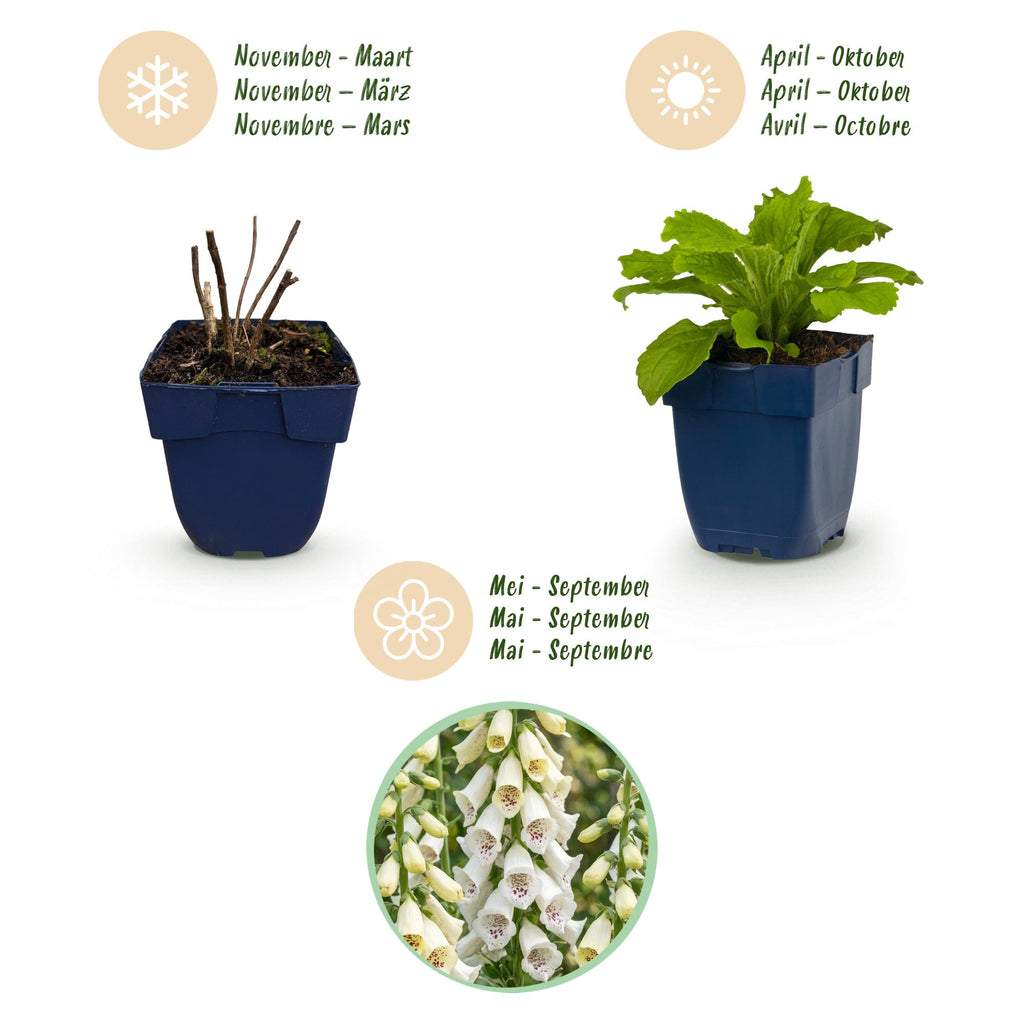Vasteplant - Digitalis purp. Dalmatian White - Vingerhoedskruid - Schaduw - Wit - 24 Planten - Pot 11cm - Hoogte 15-25cm