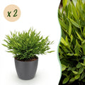 Kamerplant - Bamusa Pogonatherum Monica - Bamboegras - Huisdiervriendelijke Plant - Groen - 2 Planten - met Potter Grijs - Pot 12cm - Hoogte 20cm