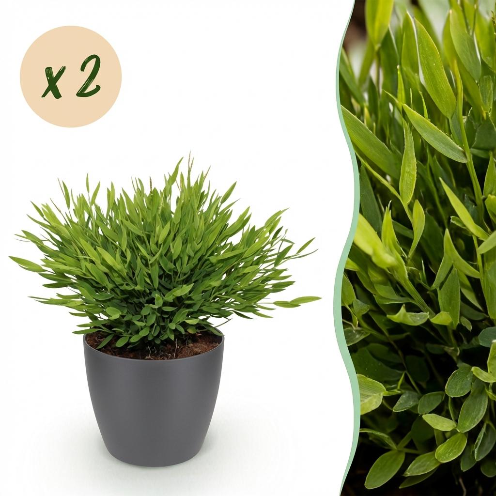 Kamerplant - Bamusa Pogonatherum Monica - Bamboegras - Huisdiervriendelijke Plant - Groen - 2 Planten - met Potter Grijs - Pot 12cm - Hoogte 20cm