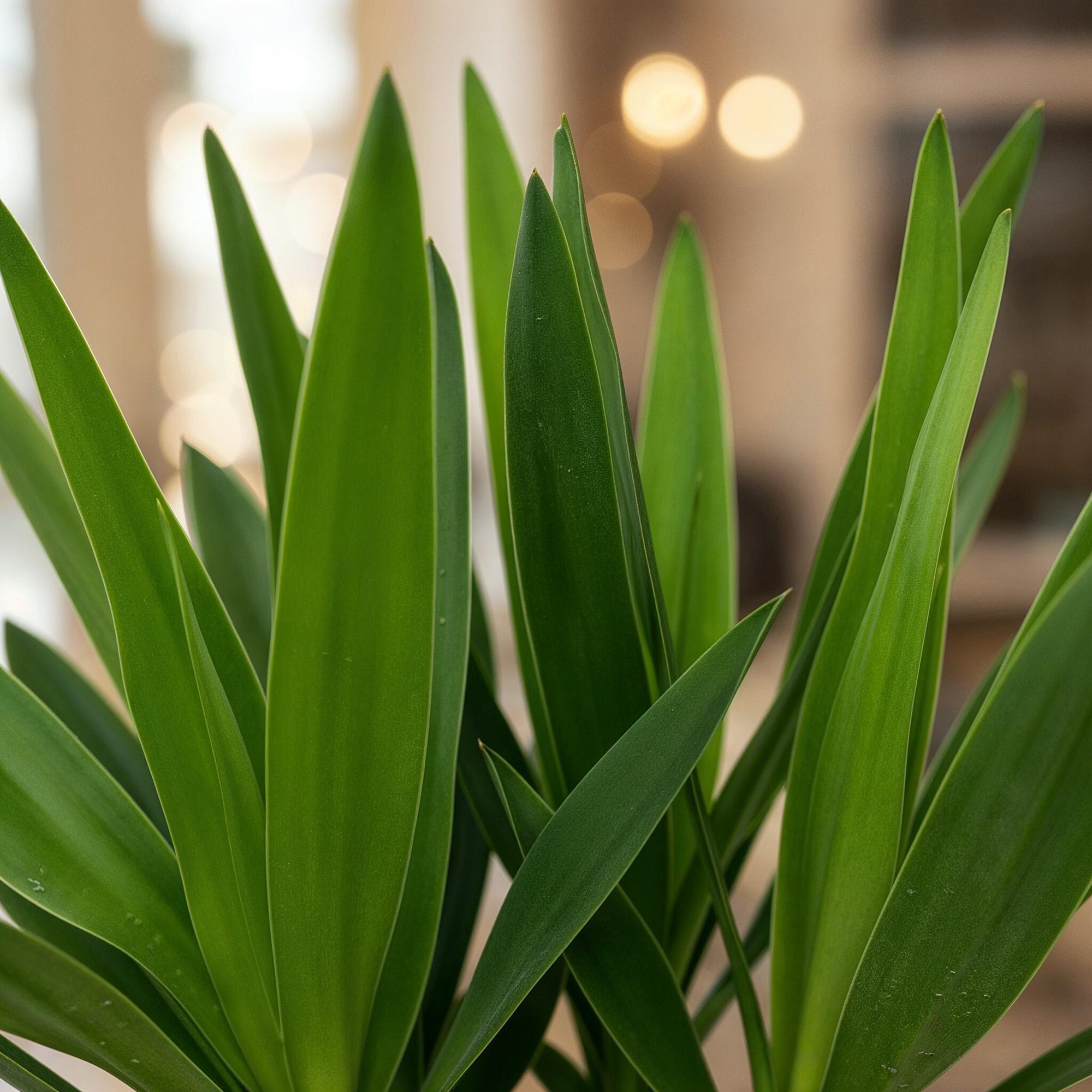 Kamerplant - Yucca elephantipes - Yucca - Weinig onderhoud - Groen - 1 - Pot 14cm - Hoogte 55cm