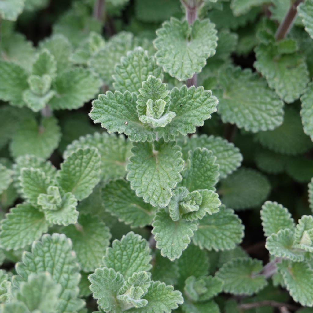 6x Calamintha n. nepeta - ↕10-25cm - Ø9cm