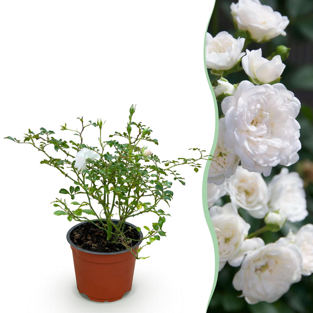 Tuin Roos - Rosa White Fairy - Roos - Winterhard - Wit - 1 Plant - Pot 12cm - Hoogte Hoogte 20-25cm