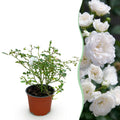 Tuin Roos - Rosa White Fairy - Roos - Winterhard - Wit - 1 Plant - Pot 12cm - Hoogte Hoogte 20-25cm